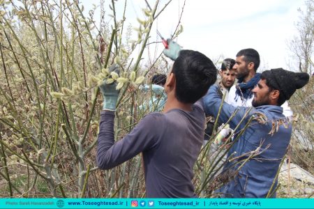 گزارش تصویری | برداشت بیدمشک از تنها باغ استان خراسان رضوی ۱