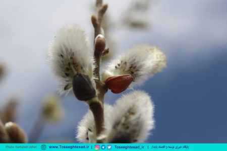 گزارش تصویری | برداشت بیدمشک از تنها باغ استان خراسان رضوی ۲