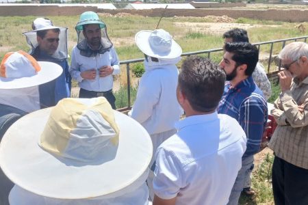 مشهد رکورد دار تولید عسل در استان